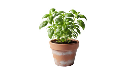Obraz premium Fresh basil plant in a terracotta pot isolated on transparent background PNG (मिट्टी के गमले में ताजा तुलसी का पौधा)