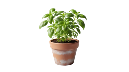 Fresh basil plant in a terracotta pot isolated on transparent background PNG (मिट्टी के गमले में ताजा तुलसी का पौधा)