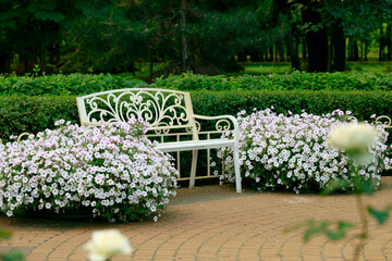 atmosphere park landscaped design natural place white bench and flower blossom bushes spring season time calm idyllic tranquil outdoor environment