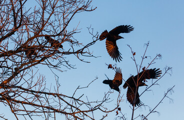 Obraz premium Three birds are flying in the sky