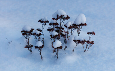 Naklejka premium A small group of plants covered in snow