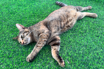 Obraz premium A cat laying on the grass