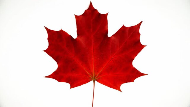 A perfectly isolated brilliantly colored maple leaf rapidly spins on its central axis shifting from bright yellow to deep crimson ready for compositing crimson, seamless, red