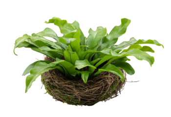Lush green birds nest fern plant with wavy fronds in a natural woven basket isolated on a transparent background