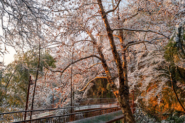 Sunrise on the snow-covered trails in the Moganshan Scenic Area, Deqing County, Huzhou City, Zhejiang Province, China.