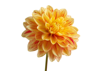 A single yellow and red striped dahlia flower bloom with intricate petals isolated on a transparent background