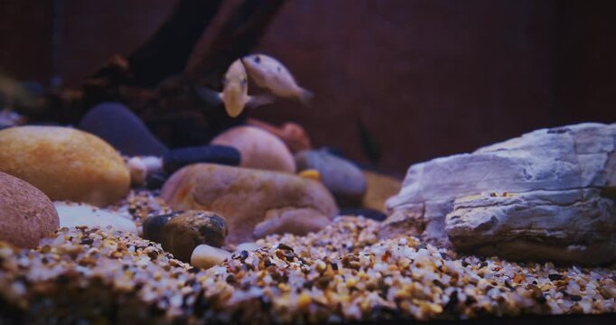 Orange Chromide Fast Float In Zoo Aquarium. Pseudetroplus Maculatus More Commonly Etroplus Maculatus Is Species Of Cichlid Fish That Is Endemic To Freshwater And Brackish Streams, Lagoons And