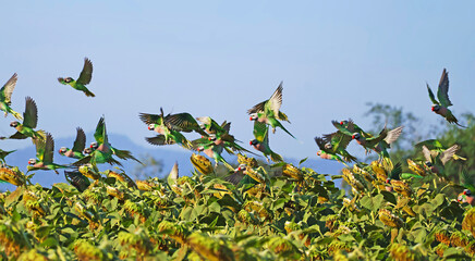 Flock of Red-Breasted Parakeets Grazing Among Sunflower Field