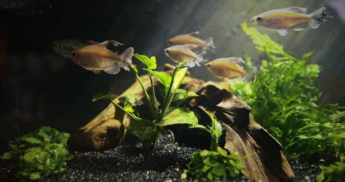 Genus Of Cichlid Fish. African Flashing Fish Float In Zoo Aquarium. Aquarium Filled Yellow Fishes. Decorative Underwater Fishes
