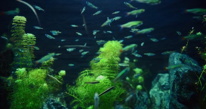 Many Zebrafish In Big Zoo Aquarium. Zebrafish Or Danio Rerio Is Species Of Freshwater Ray-finned Fish. Zebra Danio And Tropical Fish is Popular Aquarium Fish. Zebrafish Used Vertebrate Model Organism