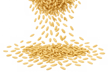 Raw oat grains falling and accumulating on a transparent background, healthy breakfast cereal, whole seed food