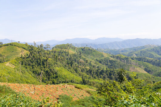 Cassava plantation on hillside farmland with cleared forest in tropical mountainsCassava plantation on hillside farmland with cleared forest in tropical mountains