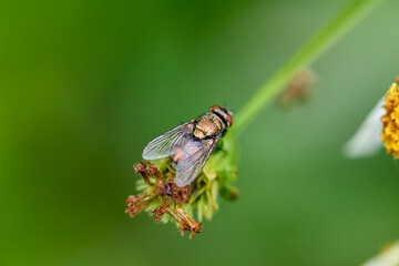 Fly on flower