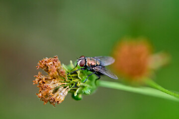 Fly on flower