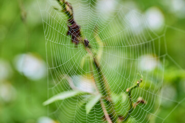 Close-up view of spider on web in forest