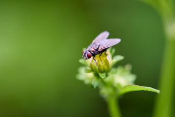 Fly on flower