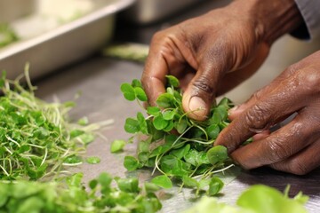 Participants engage in hands-on activities during a microgreen culinary workshop focused on developing skills in preparing fresh ingredients