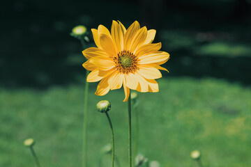 wild chamomile flower yellow petal spring season blossom foreground close up plant on blurred background natural view wallpaper