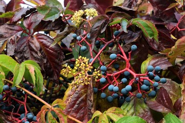 wild climbing plant Parthenocissus quinquefolia, 