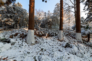 Sunrise after snowfall at Lu Hua Dao Park, Moganshan Scenic Area, Deqing County, Huzhou City, Zhejiang Province, China.