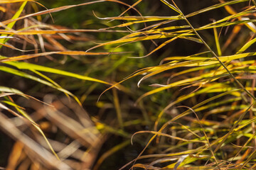 冬の川で草が日差しで輝く19