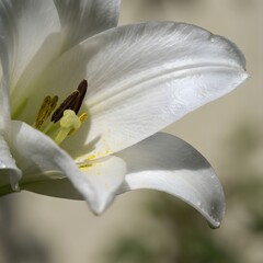 white lily macro