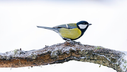 great tit on a branch © Svetoslav Radkov