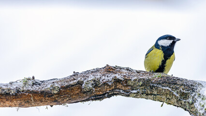 great tit on a branch © Svetoslav Radkov
