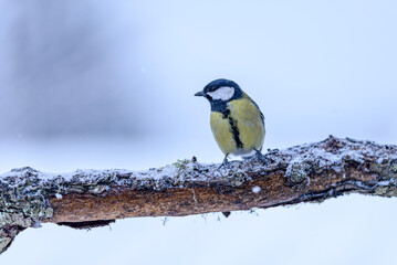 great tit on a branch © Svetoslav Radkov