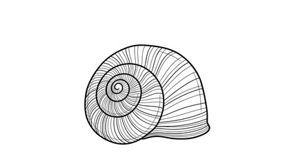 Obraz premium Detailed line art illustration of a spiral snail shell showing the intricate growth lines and natural geometric curves of its hard calcium structure.