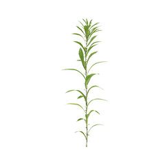 Fototapeta premium Aster subulatus grass plants 3d illustration on transparent background