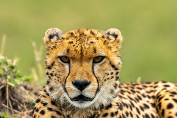 Portrait of a cheetah