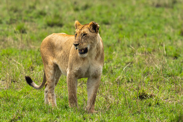 Naklejka premium Lioness walking on the grass in its natural habitat