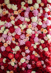 Obraz premium A vibrant floral wall of densely packed roses and peonies in shades of red, pink, peach, and cream