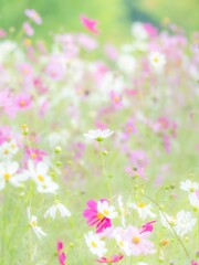 秋の公園や花壇を彩るコスモスのある華やかな風景。背景。自然風景素材。縦構図