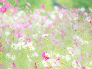秋の公園や花壇を彩るコスモスのある華やかな風景。背景。自然風景素材。横構図