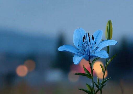 Vibrant blue lily with blurred lights in background