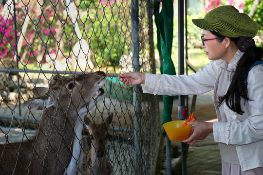 Woman Feeding a Sika Deer Through a Fence with Carrots