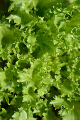 A close up top view of fresh vibrant green lettuce leaves with ruffled edges showing natural texture and detail