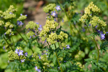 Blue Jakobs ladder flowers and seed pods - Latin name - Polemonium caeruleum