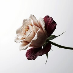 pink rose flower on white