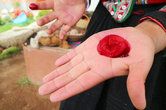 Peruvian lady showing red color by rubbing Cochineal insect, dried female insects will be ground to extract red dye red pigment carminic acid
