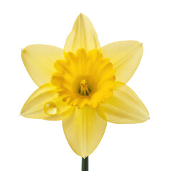 Fototapeta premium Yellow Daffodil Flower With Water Droplet