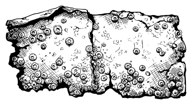 Hand drawn stone texture covered with sea barnacles and cracks