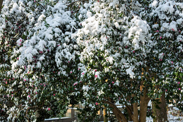 Snow-covered Mountain Tea Flowers in Moganshan Scenic Area, Deqing County, Huzhou City, Zhejiang Province, China.
