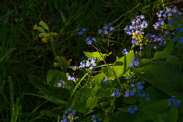 Blue forget-me-not flowers and yellow cowslips growing in shady garden grass