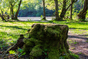 Moss-covered tree stump in sunny park by lake with picnic table in background
