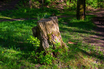 Old tree stump with fresh green saplings growing from roots in sunny forest