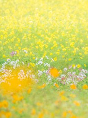 秋の公園や花壇を彩る色とりどりのコスモスのある風景。背景。自然風景素材。縦構図。コピースペース
