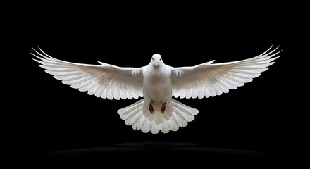 A white dove with wings spread wide, symbolizing peace and hope against a stark black background